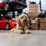 Furrify - Djurschampo 500 ml