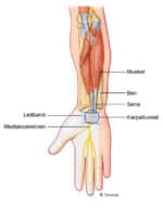 Sekatör 5127 Löwe - Bild 3